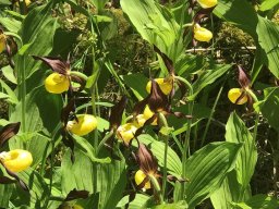 Wanderung_Juni_2023